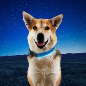 Nite Ize NiteDog Halsbånd Stor