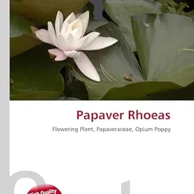 Betascript Papaver Rhoeas