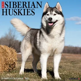 Willow Siberian Huskies Wall Calendar 2027