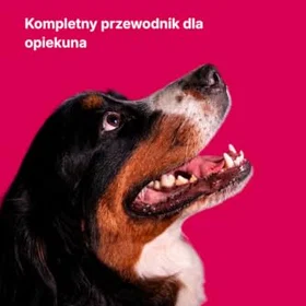 Karolina Berneński Pies Pasterski