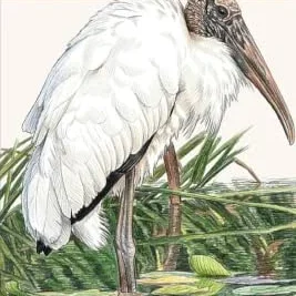 Deer 101 Birds of Jacksonville: Fältguide i fickformat