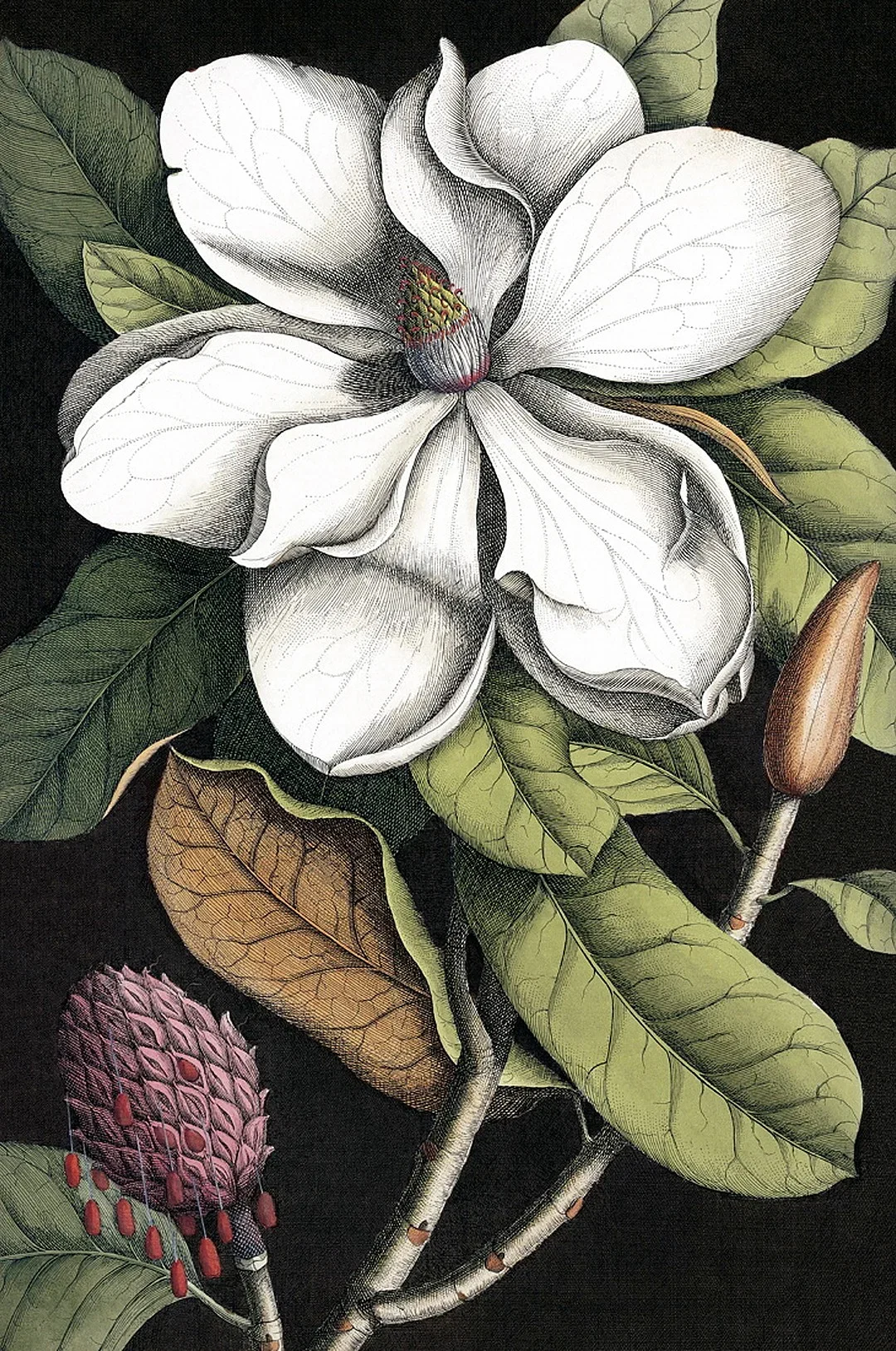 The Dybdahl Co. Poster Blooming White Magnolia 30x40cm