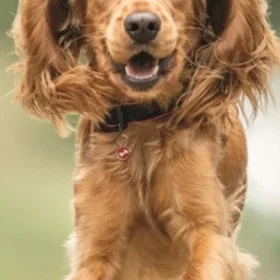 Carousel English Cocker Spaniel Kalender 2027