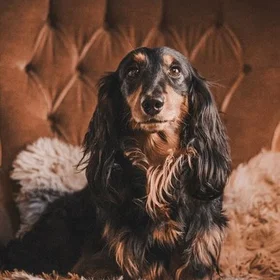 Bokförlaget Hundstallets Veckoplanerare 2027