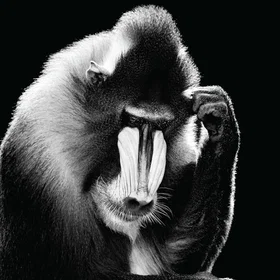 Bemywall Mandrill Canvas Painting 40x50