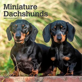 Browntrout Miniature Dachshunds Wall Calendar 2027 12 X 24 Inch