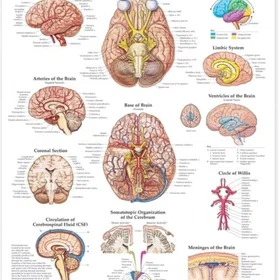riachristiecollections The Brain Anatomical Chart