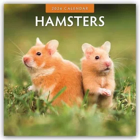Browntrout Hamsters Firkantet Veggkalender 2026