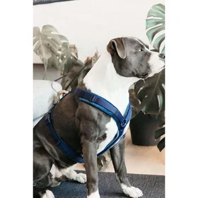 Kentucky Active Velvet Harness 26-40cm