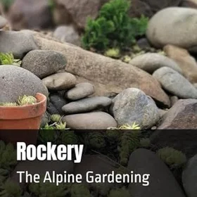 Rockery Alpin Trädgårdsodling