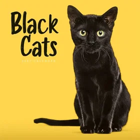 Browntrout Black Cats Calendar 2027