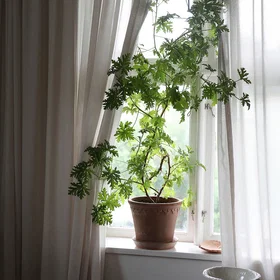 Mimou Claire Sheer Curtain