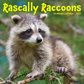 Humorous Rascally Raccoons Kalender 2027