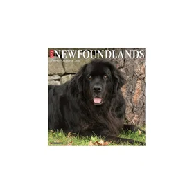Newfoundlands 2026 Square Wall Calendar