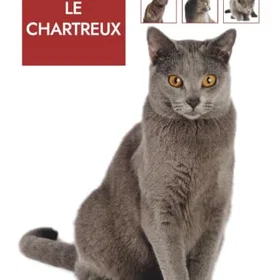 Editions Le Chartreux: ursprung, karaktär, beteende, kost, hälsa och uppfostringsråd