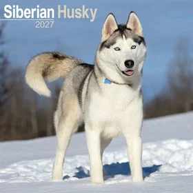 Carousel Siberian Husky Wall Calendar 2027