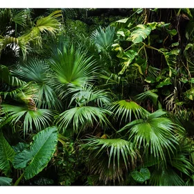 Planète Jungle Ensoleillée