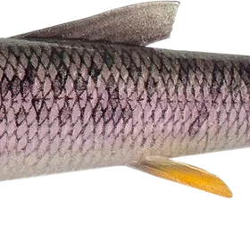 Savage Gear 3D Whitefish Shad Jigg 17.5cm 2-pack