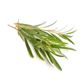 Nature's Answer PerioBrite Mundskyl Xml