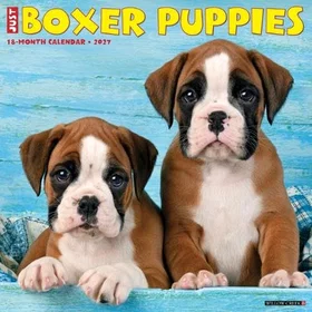 Willow Boxer Puppies Veggkalender 2027
