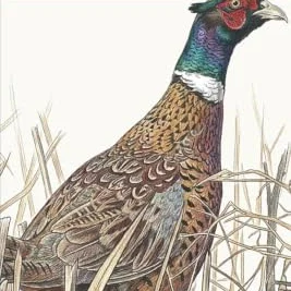 Deer Birds of South Dakota: Pocket Field Guide