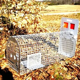 Lotin Kattfälla