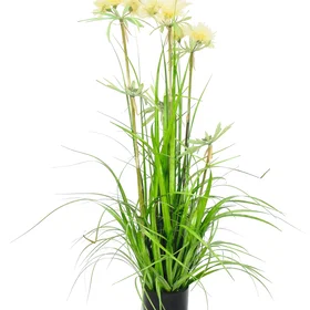 Europalms Star grass 120cm Grønn 82600124