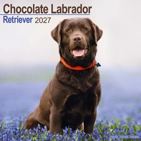 Carousel Sjokolade Labrador Retriever Kalender 2027