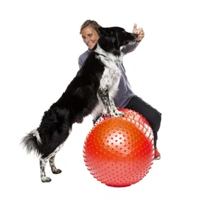 FitPAWS Balanse Trener Trax Peanut