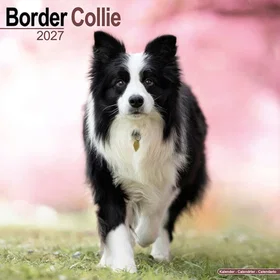 Carousel Border Collie Calendar 2027