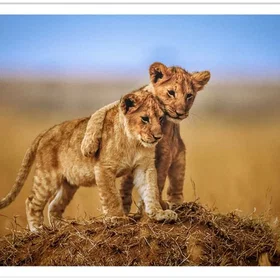 Hexoa Brothers Animals For The Life Poster 30x20cm