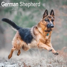 Avonside Publishing Ltd German Shepherds Veggkalender 2027