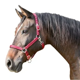 Foga Mustang Grimma Punainen/Musta Koko 2