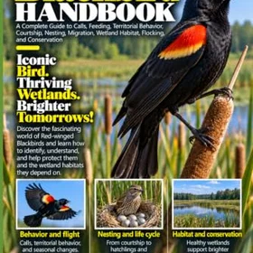 Red-Winged Blackbird Handbok