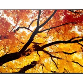 Sharp MultiSync PN-M982 97.5" 4K 60Hz IPS