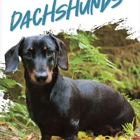 Coloring Book Dashing Dachshunds: An Adult