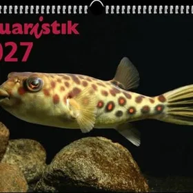 Daehne Foto Väggkalender 2027