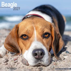 Avonside Publishing Ltd Beagle Veggkalender 2027