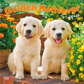 Browntrout Golden Retriever Puppies Square Wall Calendar 2027 12 X 24 Inch
