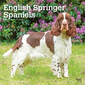 Browntrout English Springer Spaniels Väggkalender 2027