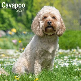 Avonside Publishing Ltd Cavapoo Veggkalender 2027