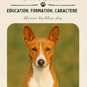 Basenji Utbildning Formation et Karaktär av African Barkless Dog
