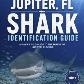Jupiter Shark Identification Guide