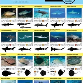 Atoll Maldivas Feltguide For Fisk