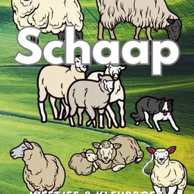 Schapen Feiten & Kleurbok Aktivitetsbok för barn