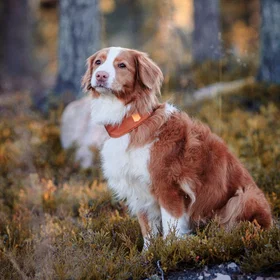 Woolly Wolf Alpha 360 Halsbånd M