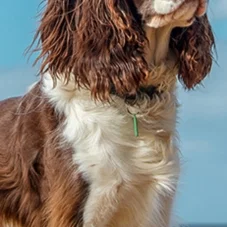 Avonside Publishing Ltd English Springer Spaniel Slim Veggkalender 2027