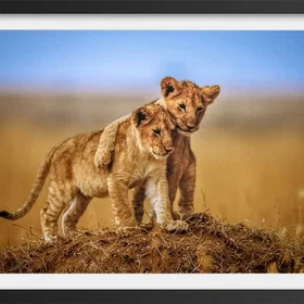 Hexoa Affiche Animaux Brothers For The Life Avec Cadre Noir 60x40cm