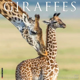 WildLife Giraffes Wall Calendar 2027