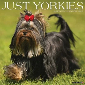 Yorkies Wall Calendar 2027